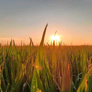 乡村郝老二 头像