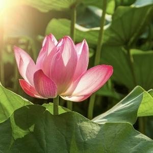 柏大湘