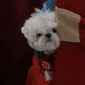 小鱼干新游鉴赏家 头像