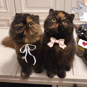 七右会养猫 头像