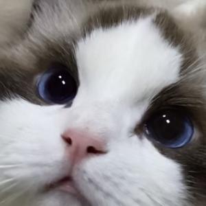 布偶卡鲁宾 头像