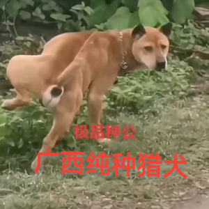 纯种广西中华田园犬头像