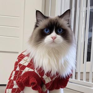 布偶猫李豆包 头像