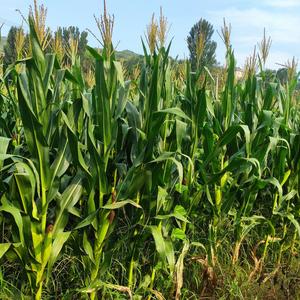 大润发华北区采购浩子 头像