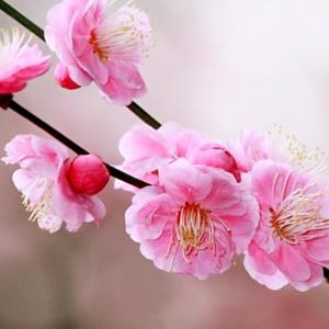 有一颗美丽的星 头像