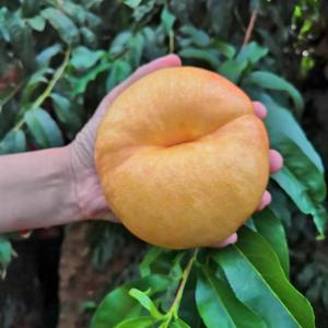 豫州果仙-张老师 头像