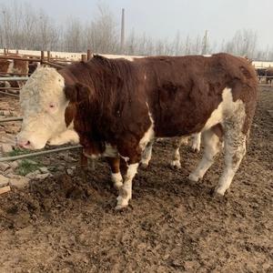 养牛老郭日常生活 头像