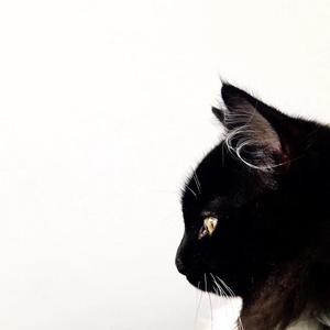 会说话的猫8887 头像