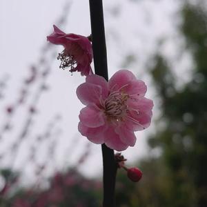 小杨在农村 头像