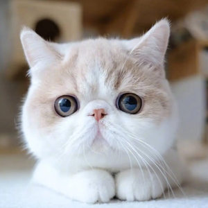 上进的清泉ICR 头像