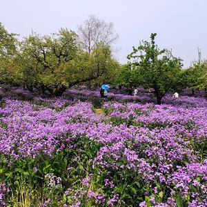花林似霰霞 头像
