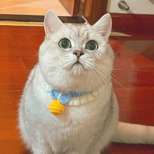 芬儿头是猫不是猪头像