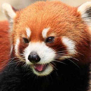 皮皮杂谈412ni