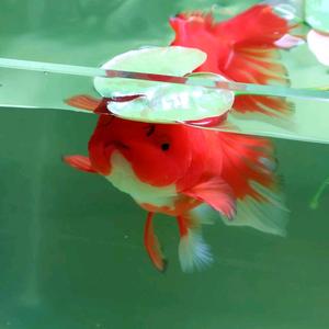 山东春晓观赏鱼 头像