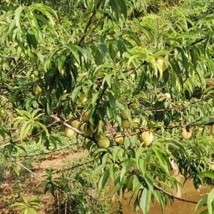 淡定咖啡QD 头像