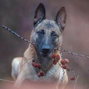 阿飞训犬吖头像