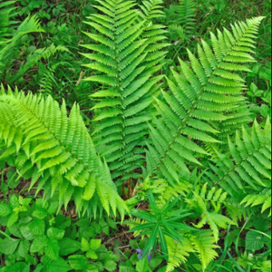 农村里的秘密 头像