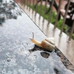 历史小十七 头像