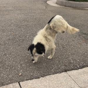 汉中流浪狗救助加寄养 头像