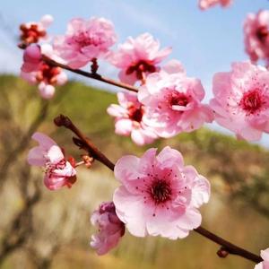 锦鲤养生堂 头像