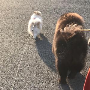 进击的猫咪 头像