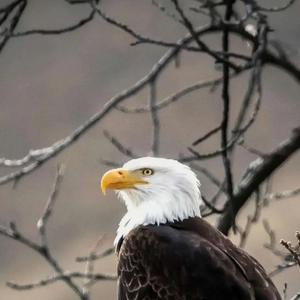 时髦艺术家DU3 头像