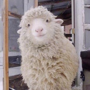 一只娱乐羊 头像