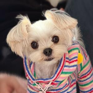 一只小元宝 头像