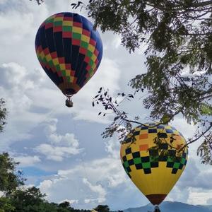 乐天派爱花草 头像