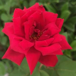 余生请多吃素 头像