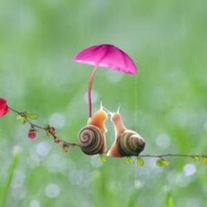 清爽的百香果66 头像