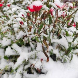 南风知意T 头像