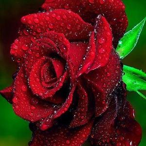 李妹心灵驿站 头像