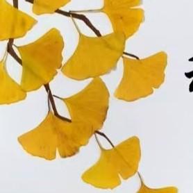 杉杉来了