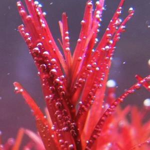 超级小蛋卷 头像