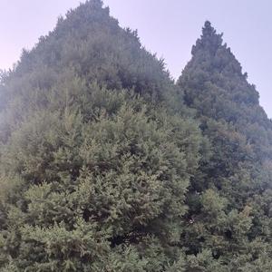 草荗向荣