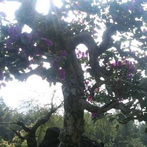 山哥影视咖 头像