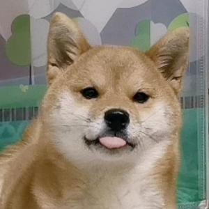 柴犬可可小姐 头像