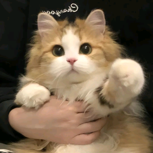 清秋（逆水寒手游） 头像