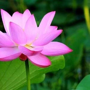 流过森林的小溪