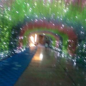 河边喂锦鲤的访客 头像