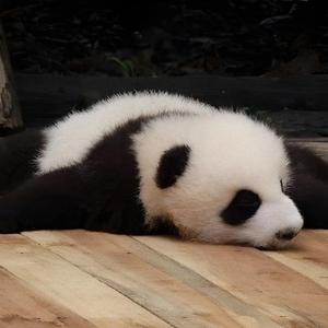 卑微小黎4N1w 头像