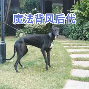 猎兔犬与纯血统格力犬头像