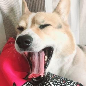 无邪啊啊汪 头像