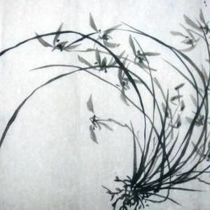 非凡橘子p