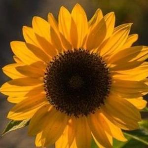 千里寻糕yang 头像