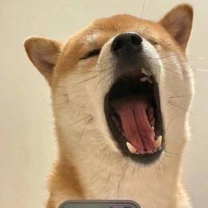 一坨小狗子 头像