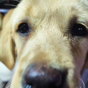 二狗趣事评 头像