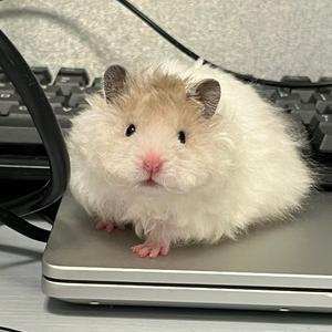 蔡文姬不菜 头像