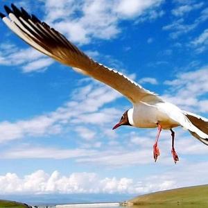 谜一般的男人 头像